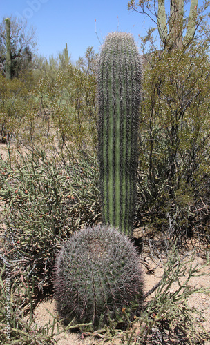 Orgelpfeifenkaktus - Organpipe cactus photo