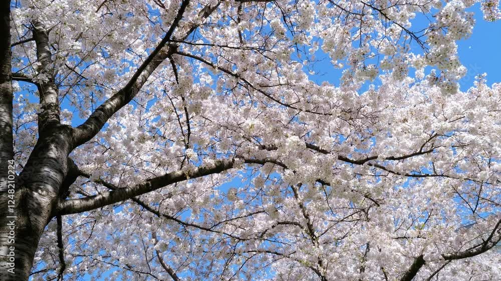 A beautiful cherry blossom tree in bloom. A spring orchard filled with blossoming trees. White flowers blooming in springtime. Blossoming cherry orchard. Cherry blossoms against a bright blue sky. A beautiful cherry blossom tree in bloom. A spring orchard filled with blossoming trees. White flowers blooming in springtime. Blossoming cherry orchard. Cherry blossoms against a bright blue sky.
