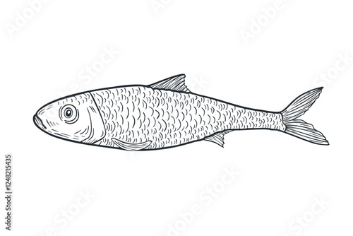 Sardine black white ink vector sketch. Monochrome fish illustration as sardine, herring, and anchovy by engraving hand drawn. Sea fish line art etch drawing for logos, packaging, and marine designs.