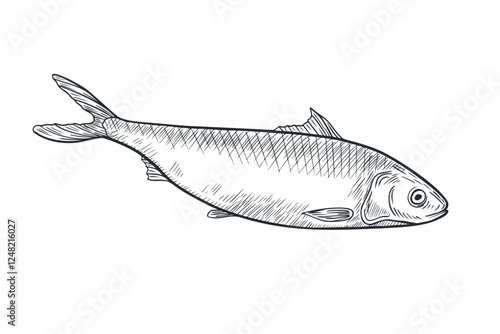 Herring monochrome black white vector illustration. Atlantic fish Shad linear sketch hand drawn. Sardine, smelt sea fish painted ink engraving drawing. Design element for package, label, sign board.
