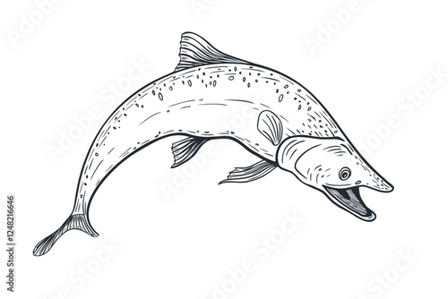 Single salmon black white vector illustration. Trout monochrome sketch hand drawn. Nerka sea fish painted ink engraving art. Sockeye drawing in graphic. Design element for package, label, sign board.