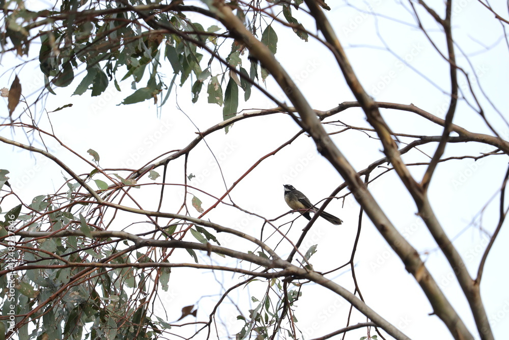 Grey Fantail Perched on a Tree Grey Fantail Perched on a Tree