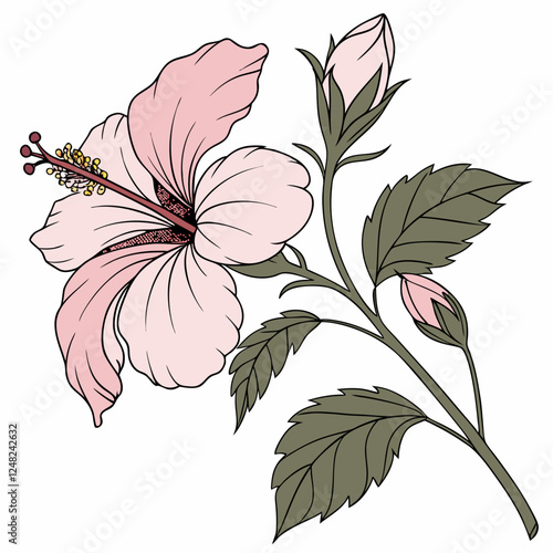 Botanical pink or red hibiscus flower vector design