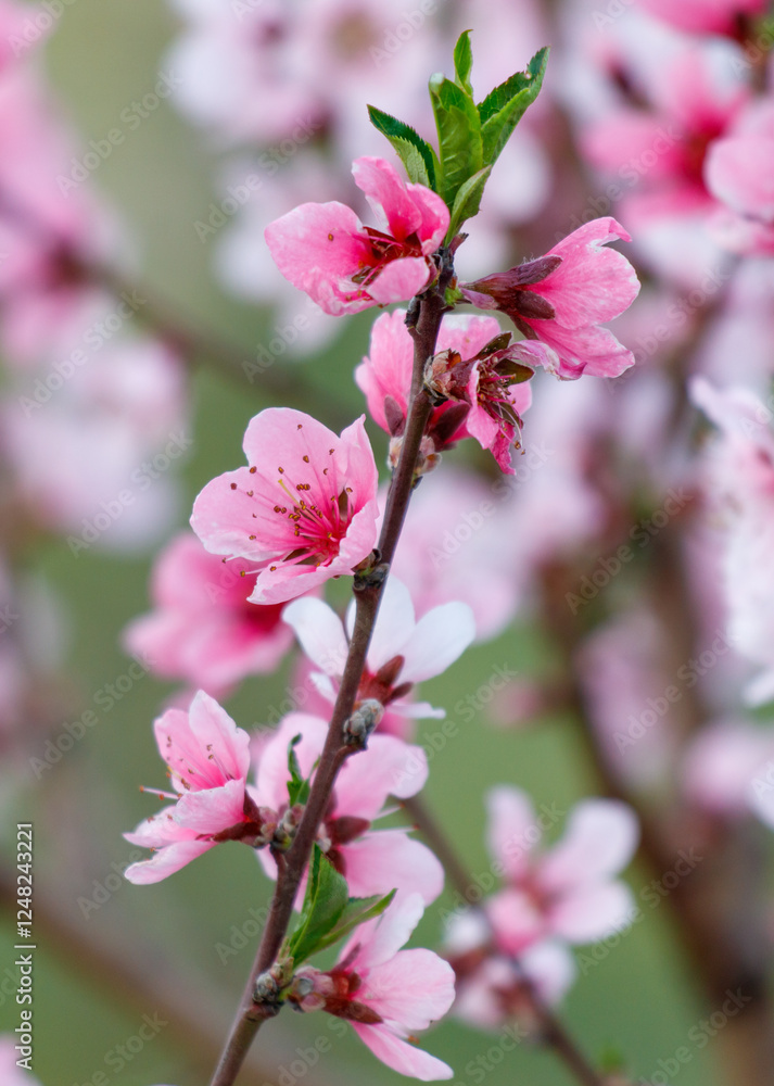Obraz premium A pink flower with a green stem
