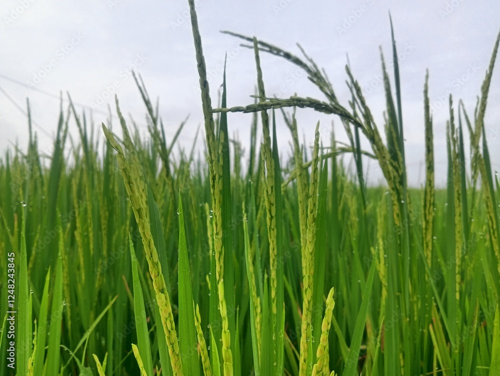 A vibrant green paddy field under a bright sky, showcasing the lush growth of rice plants. A vibrant green paddy field under a bright sky, showcasing the lush growth of rice plants.