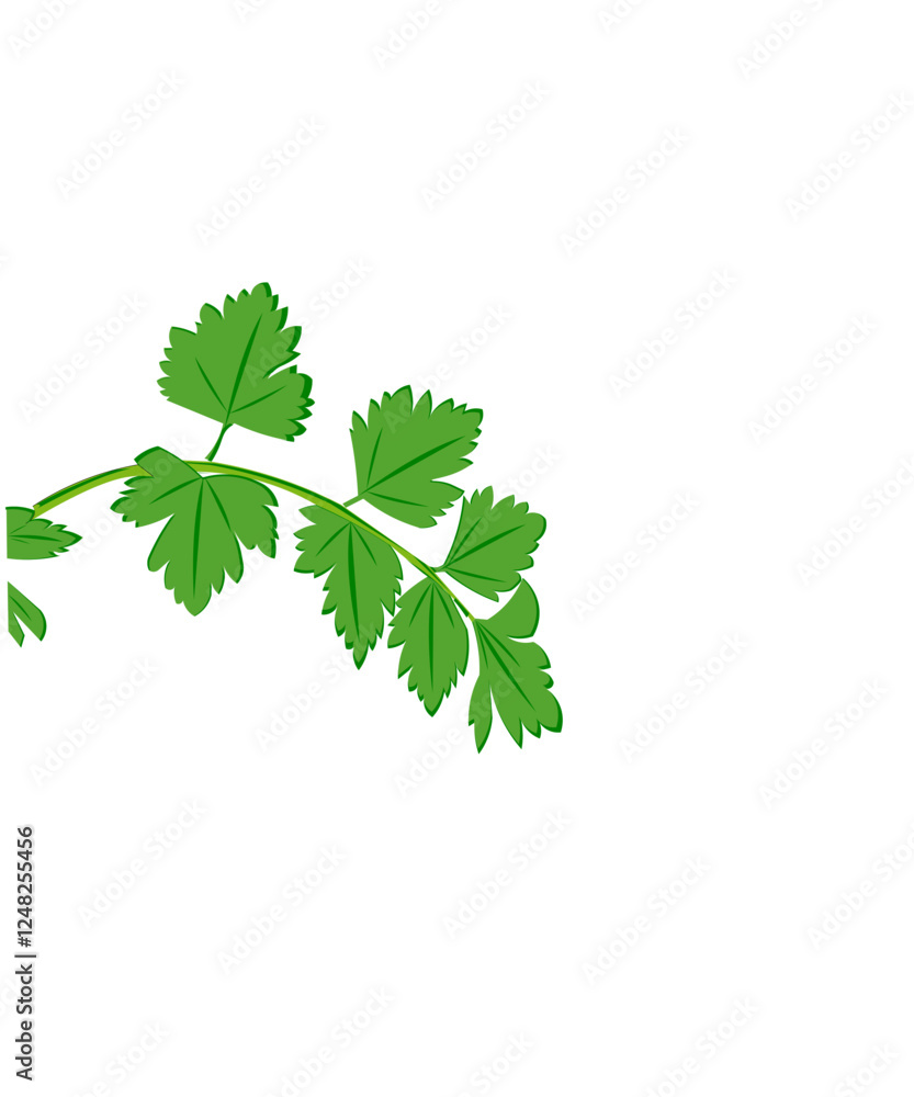 green leaves of parsley green leaves of parsley