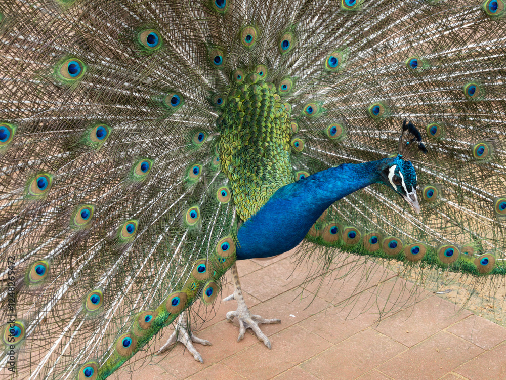 Fototapeta premium the peacock opens its tail