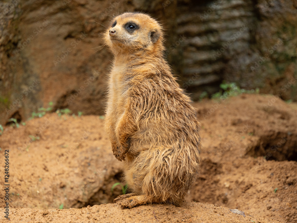 Fototapeta premium meerkat on guard