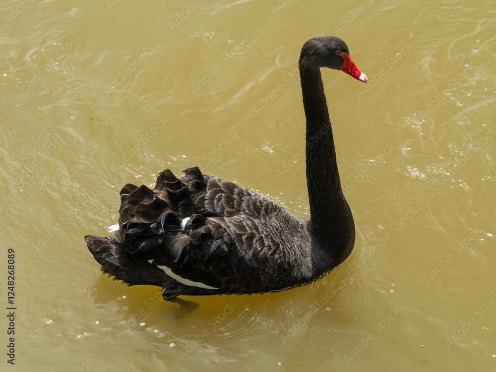 Fototapeta premium black swan on the lake