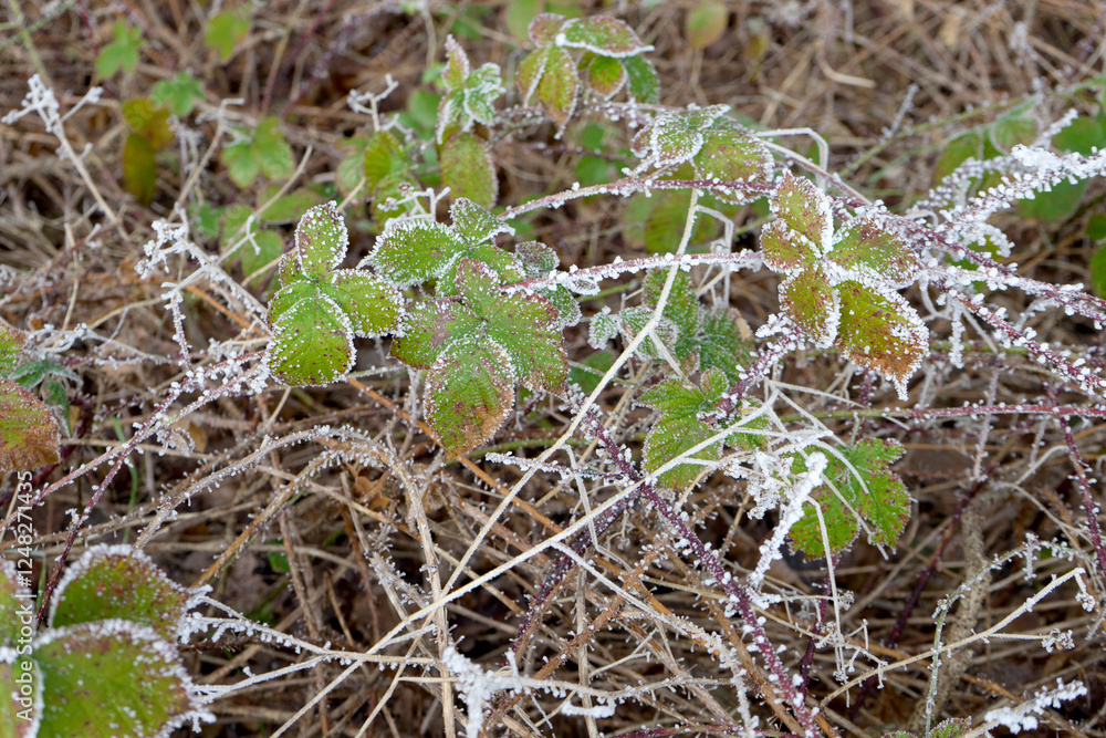 Fototapeta premium Wild blackberry bush in winter with hoarfrost