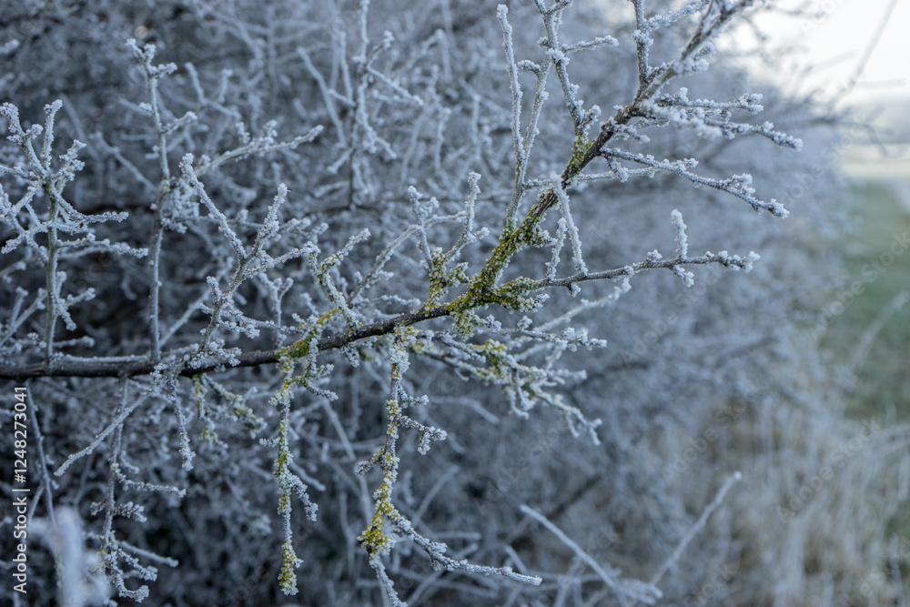 Detailed shot of a blackthorn hedge with hoarfrost in winter Detailed shot of a blackthorn hedge with hoarfrost in winter