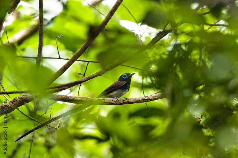 Obraz premium サンコウチョウ