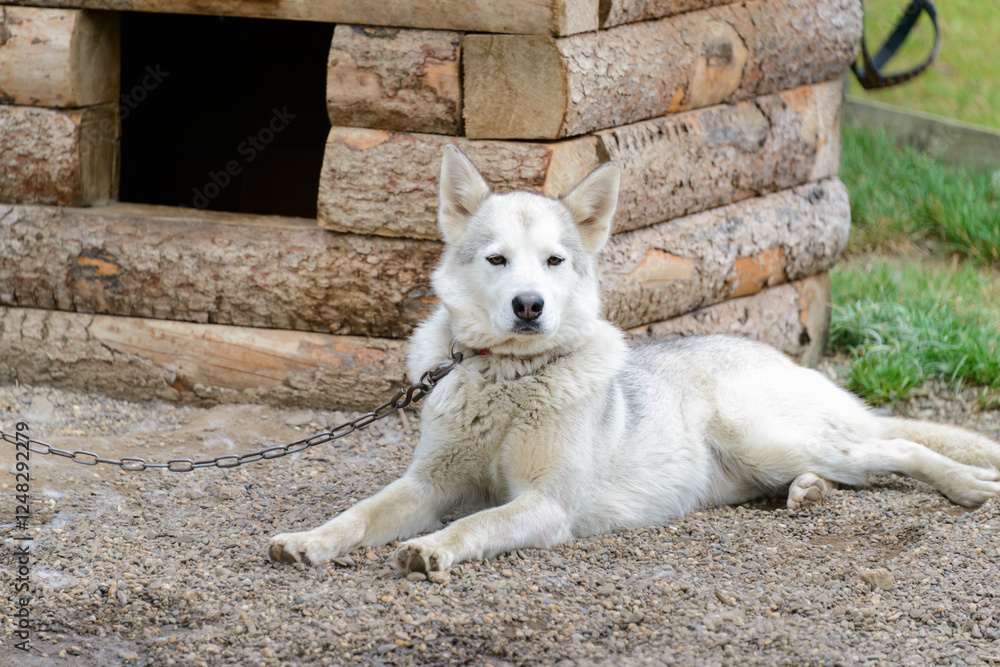 A white sled dog resting by the kennel. Denali National Park and Preserve. Alaska.