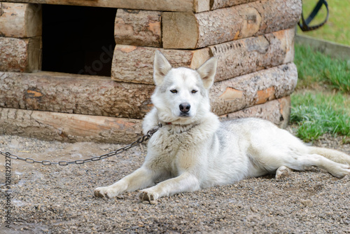Obraz na płótnie A white sled dog resting by the kennel. Denali National Park and Preserve. Alaska. w salonie