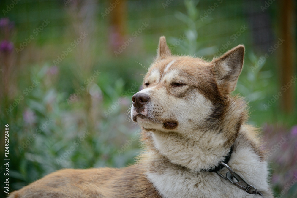 Sled dog at Denali National Park and Preserve. Alaska.