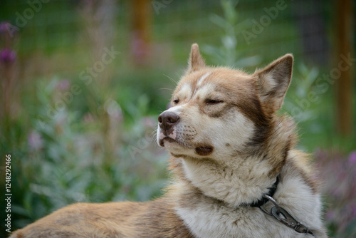 Obraz na płótnie Sled dog at Denali National Park and Preserve. Alaska. w salonie