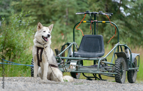White sled dog and empty cart at Denali National Park and Preserve. Alaska.