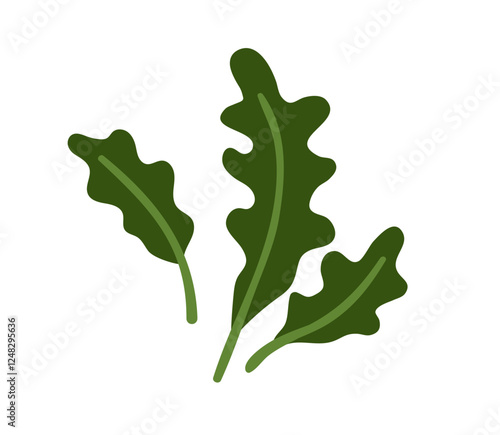 Fresh arugula leaves. Leafy greens. Rucola, garden rocket. Organic natural farm food. Healthy vitamin seasoning, ruccola leaf. Colored flat graphic vector illustration isolated on white background