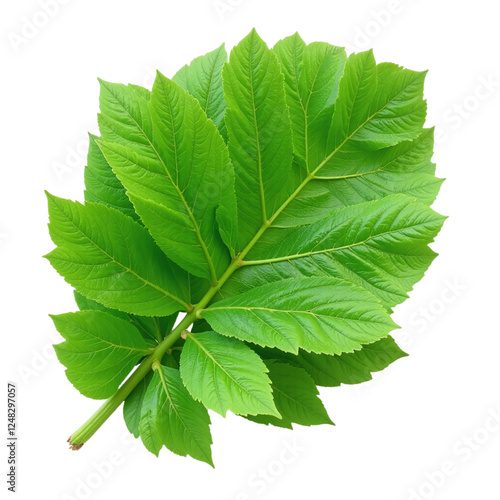 Closeup of vibrant green leaves against a cut out background. photo