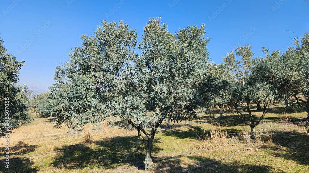 Olive trees, essential for healthy olive oil, add a unique charm to the landscape with their natural allure. Olive trees, essential for healthy olive oil, add a unique charm to the landscape with their natural allure.