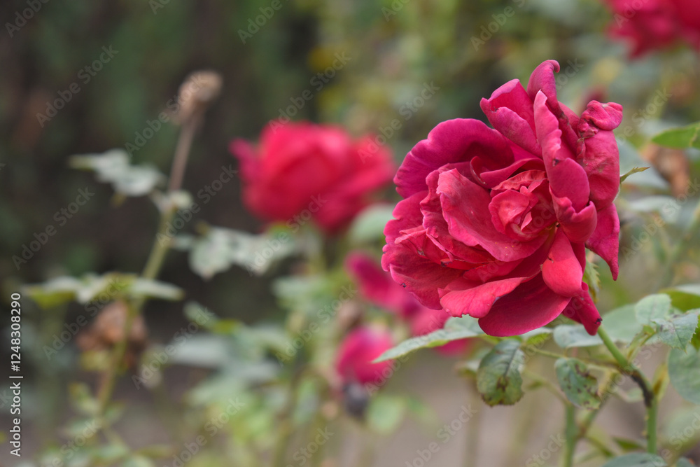 Beautiful red rose flower closeup in garden, A very beautiful red rose flower bloomed on the rose tree, Rose flower closeup, bloom flowers, Natural spring flower, Natural floral background, Beautiful red rose flower closeup in garden, A very beautiful red rose flower bloomed on the rose tree, Rose flower closeup, bloom flowers, Natural spring flower, Natural floral background,