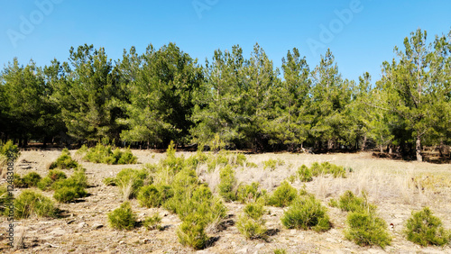 Regeneration work for red pine (Pinus brutia) trees in the Taurus Mountains is a vital process aimed at ensuring the sustainability and longevity of these forests.
