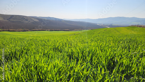In the Mediterranean region, enjoying the vivid green tones of winter wheat in the tillering phase under the sunlight is a calming experience. photo