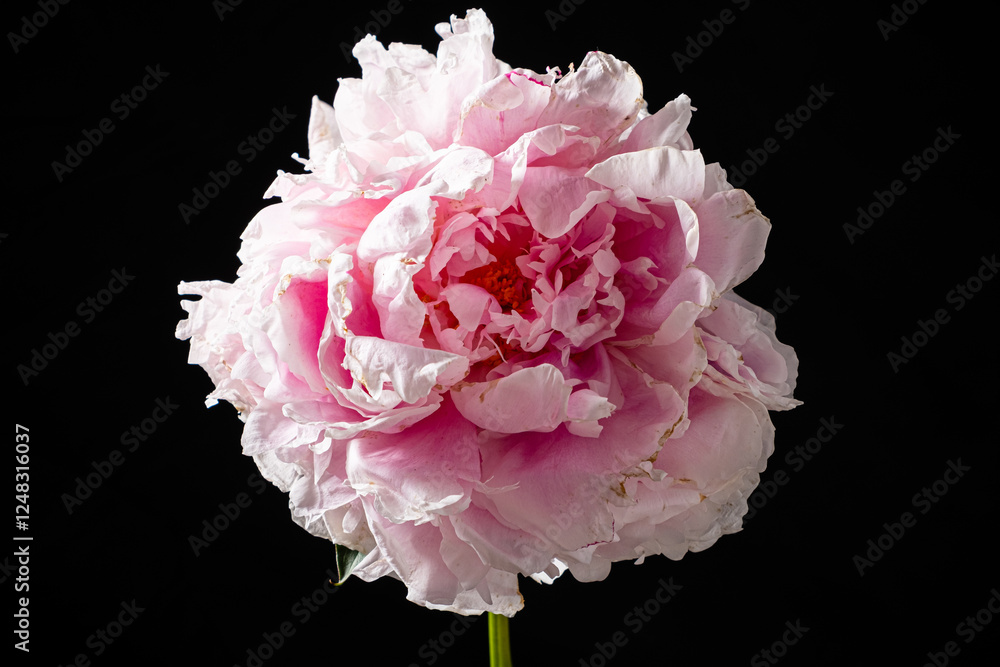 Naklejka premium Soft Petals of a Blooming Peony Reveal Delicate Layers and Vibrant Hues Against a Stark Black Background, Showcasing Nature's Artistry in Full Bloom During Springtime