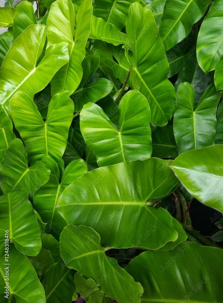 Fototapeta premium Philodendron Leaves: Vibrant Green Foliage for Tropical Vibes and Natural Indoor Decor Inspiration