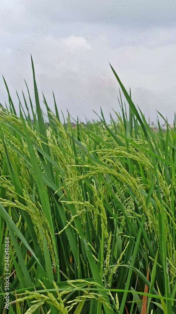 rice farming: rice plants starting to bear fruit rice farming: rice plants starting to bear fruit
