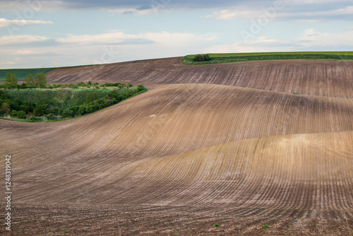 Rural rapeseed spring fields in South Moravia, Czech Republic.