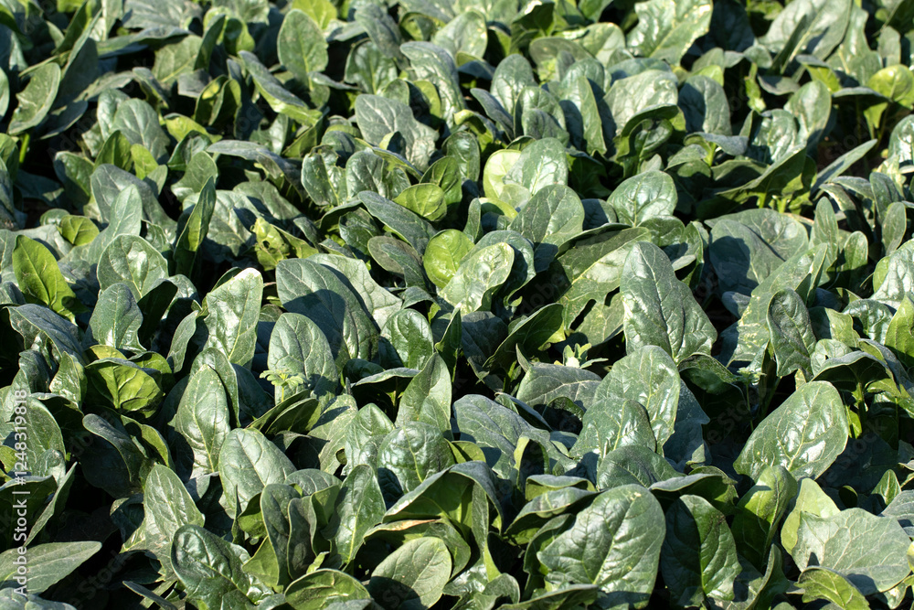 Glossy leaves of Spinach, a winter green leafy vegetable, grown on a winter day Glossy leaves of Spinach, a winter green leafy vegetable, grown on a winter day