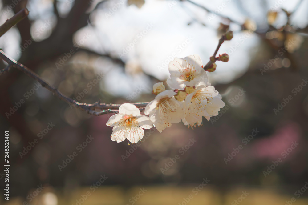 Plum blossoms rustling in the spring breeze Plum blossoms rustling in the spring breeze