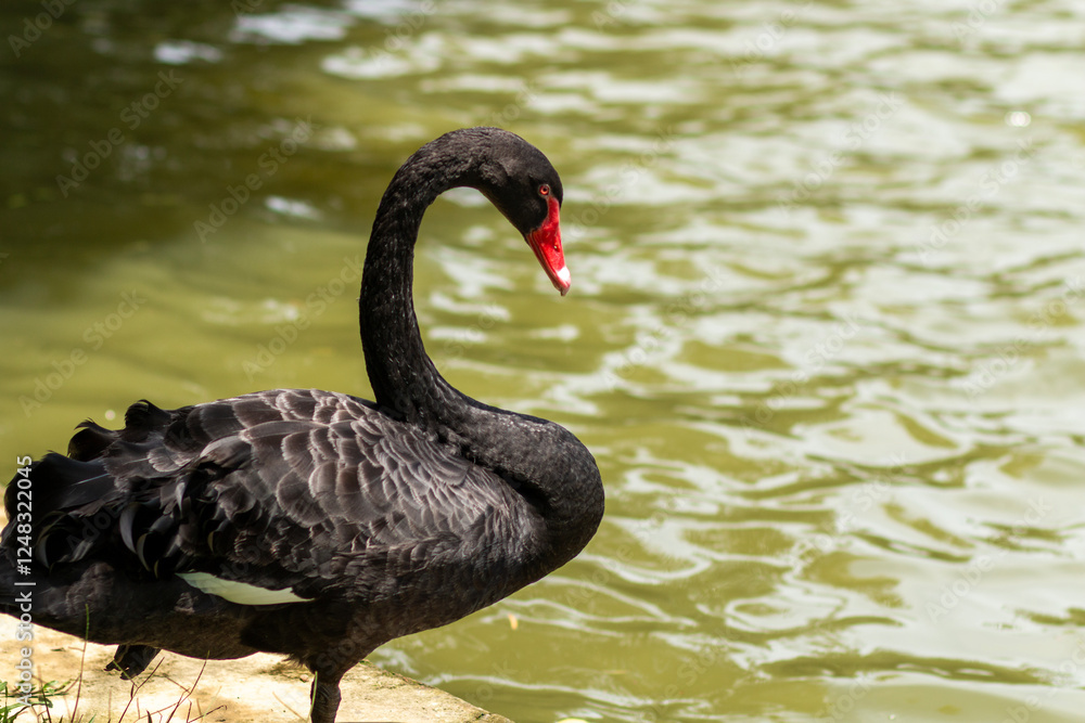 Fototapeta premium black sewans on the grass