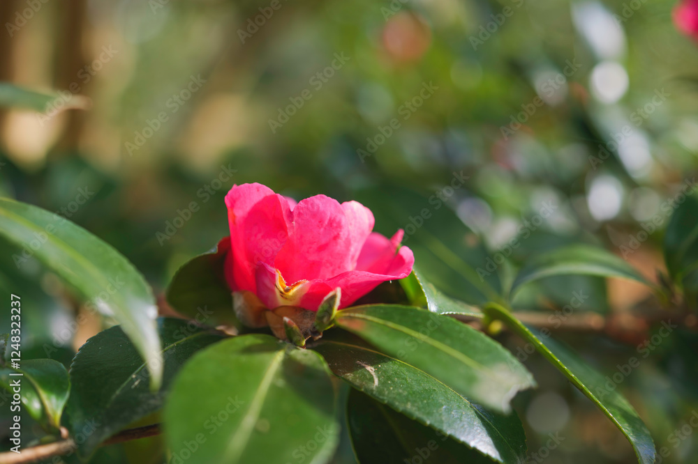 red Camellia Flower In Full Bloom. Flowering Camellias red Camellia Flower In Full Bloom. Flowering Camellias