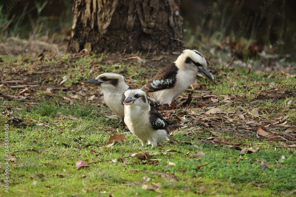 Kookaburra Siblings in Nature