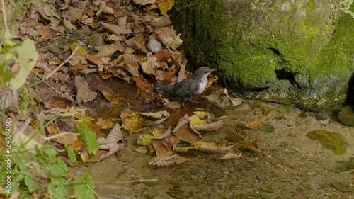 Southern Urals, a white-throated dipper (Cinclus cinclus) at the Blue Griffin spring near the Zilim River in autumn.