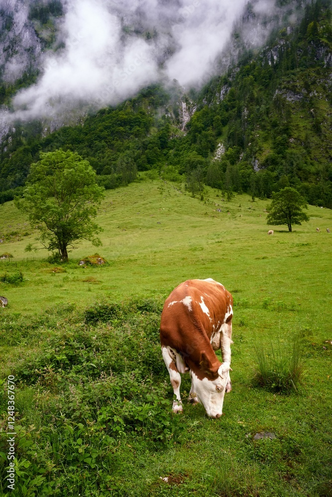 Cow Grazing in Misty Mountain Meadow Cow Grazing in Misty Mountain Meadow