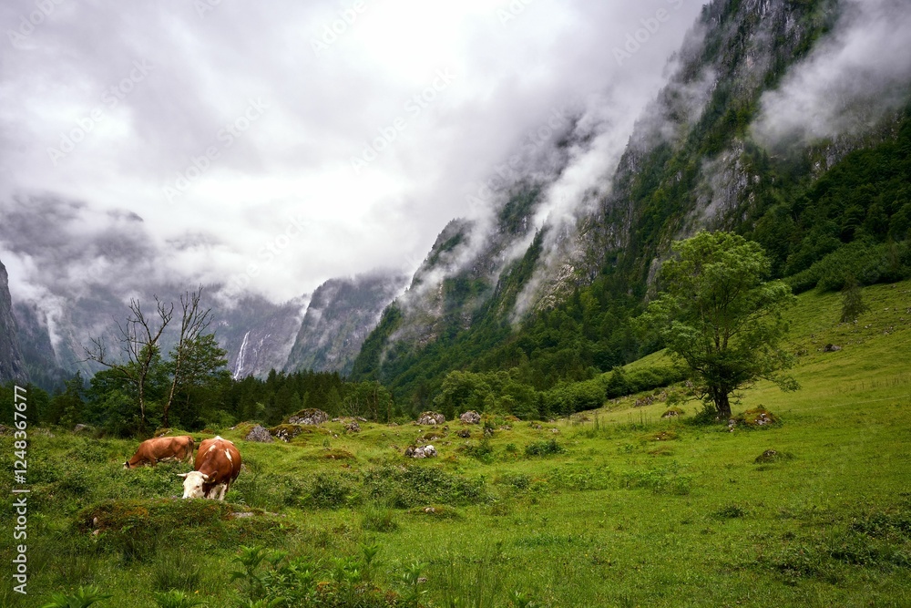 Cows grazing in a misty mountain valley Cows grazing in a misty mountain valley