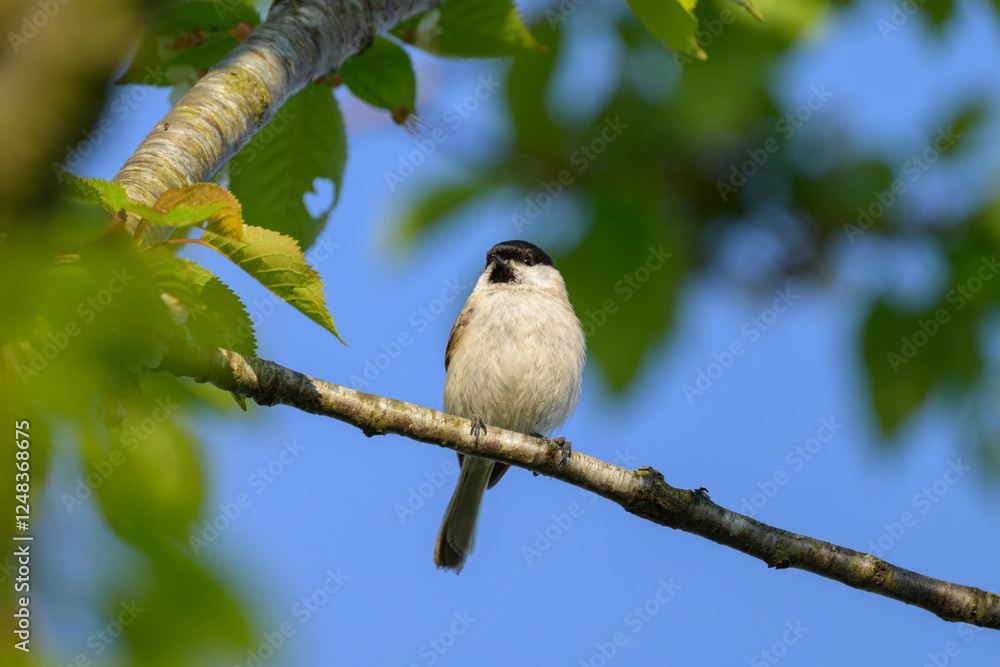 Obraz premium A Marsh Tit sitting on a small branch