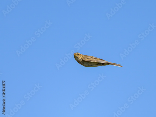 A Eurasian Skylark in flight blue sky photo