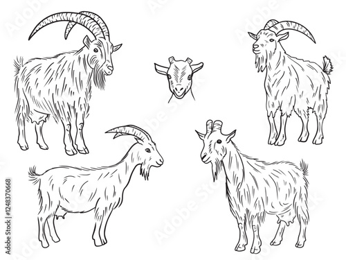 Realistic goat with long fur and big horns standing in black isolated on white. Hand drawn vector sketch illustration in doodle vintage line art style. Domestic farm animal with udder and milk