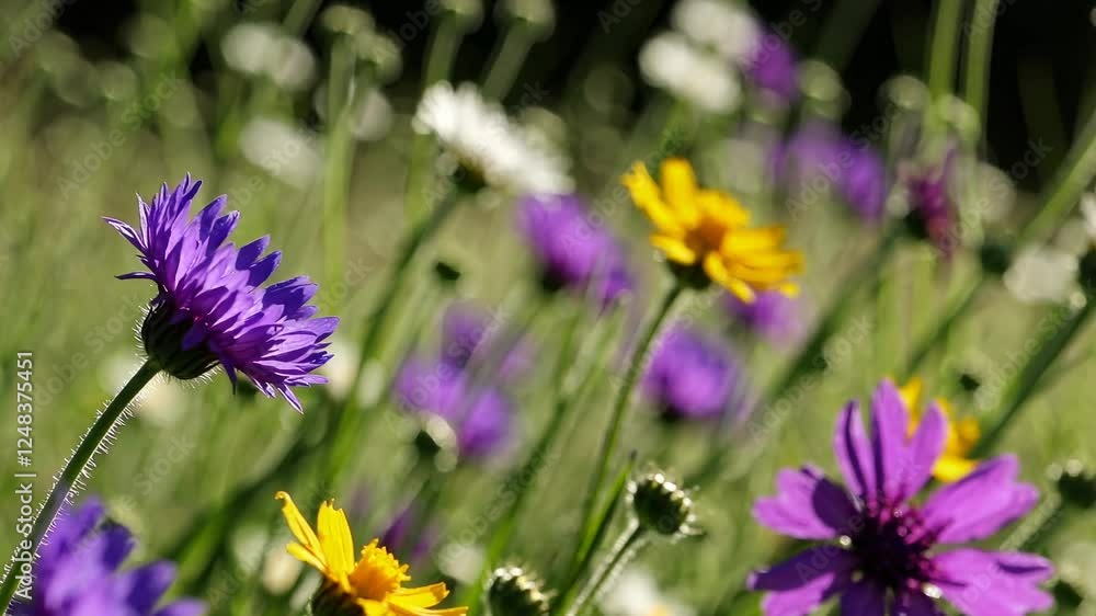 Close-up video of wildflowers with a shallow depth of field. The low-angle shot highlights vibrant purple and yellow blooms against a blurred background. Close-up video of wildflowers with a shallow depth of field. The low-angle shot highlights vibrant purple and yellow blooms against a blurred background.