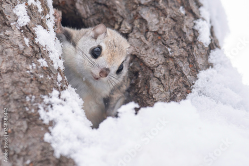 冬のエゾモモンガ