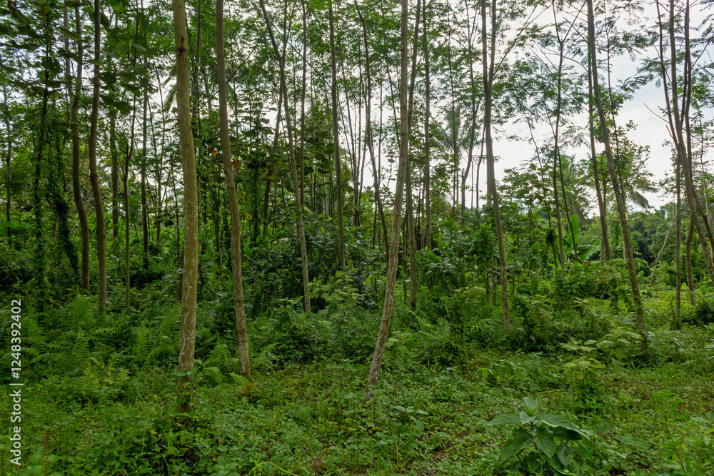 Green View of Indonesian Tropical Forest Green View of Indonesian Tropical Forest