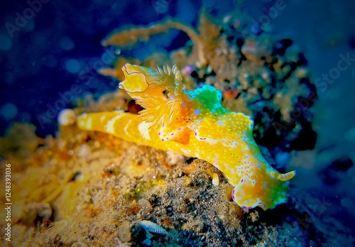 Beautiful orange sea hare photo