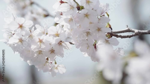 Spring flower cherry blossom close up