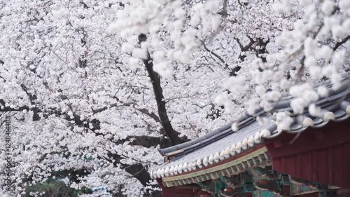 Korean traditional house with cherry blossom in spring