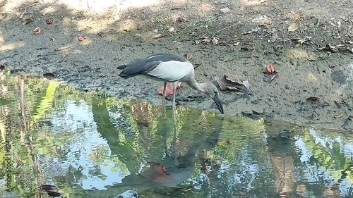 Stork looking for food in swamp