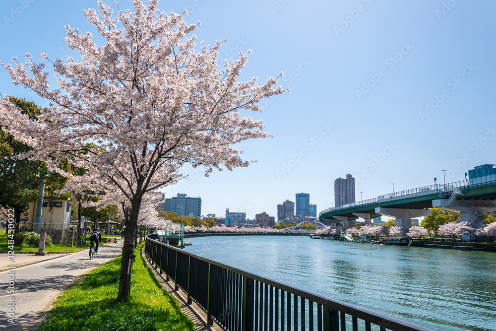 Obraz premium Cherry Blossom Avenue Along Okawa River at Kema Sakuranomiya Park, Osaka City